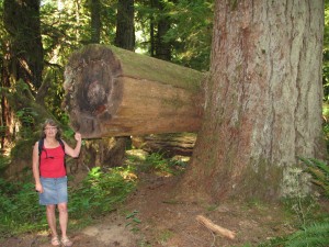 Cathedral Grove old-growth forest